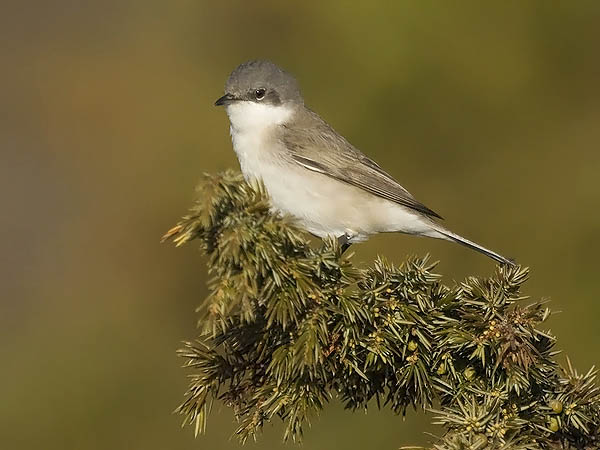 Hernekerttu, Lesser Whitethroat, Sylvia curruca